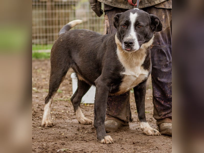 Apacs, schenkt gern ein Küßchen