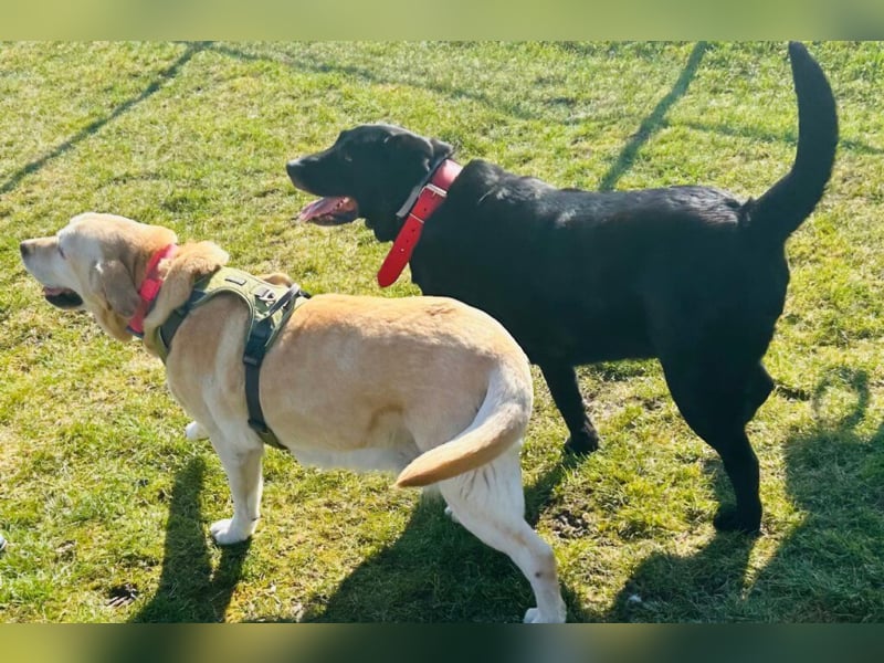 Mia, liebevolle Hündin, manchmal etwas stürmisch