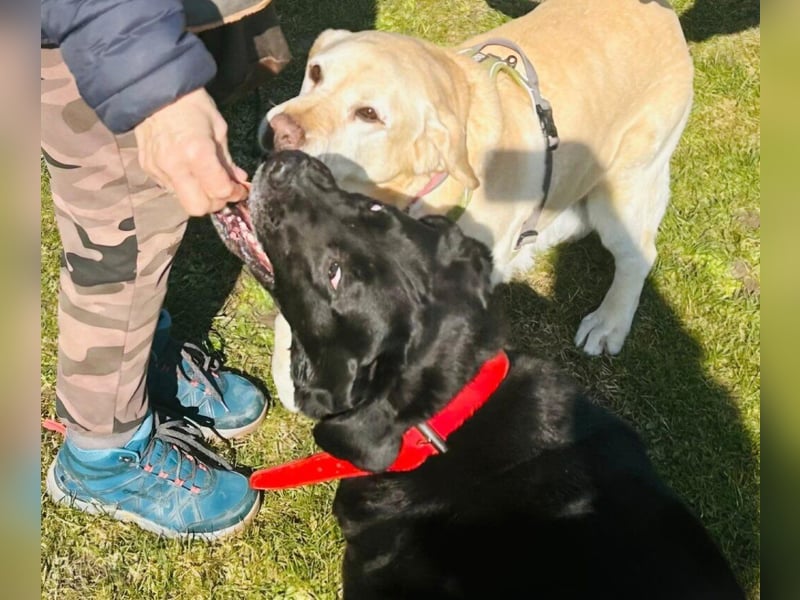 Mia, liebevolle Hündin, manchmal etwas stürmisch