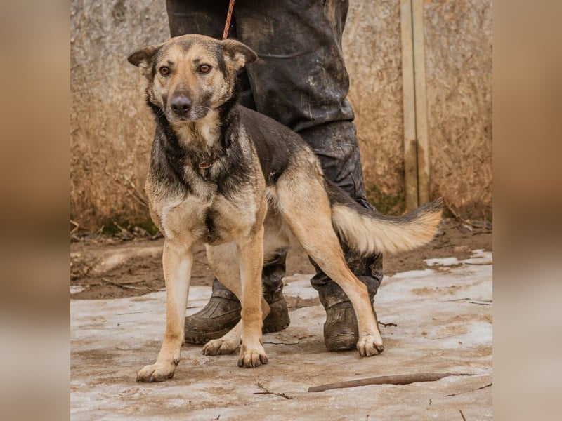 Tilda, mit ganz viel Liebe ist sie eine tolle Hündin