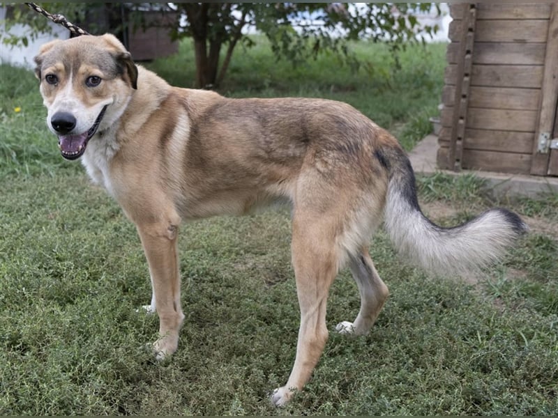 Csibesz ein großer Kuschelfreund
