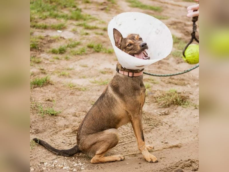 Max, ein Energiebündel auf vier Pfoten sucht aktive Menschen