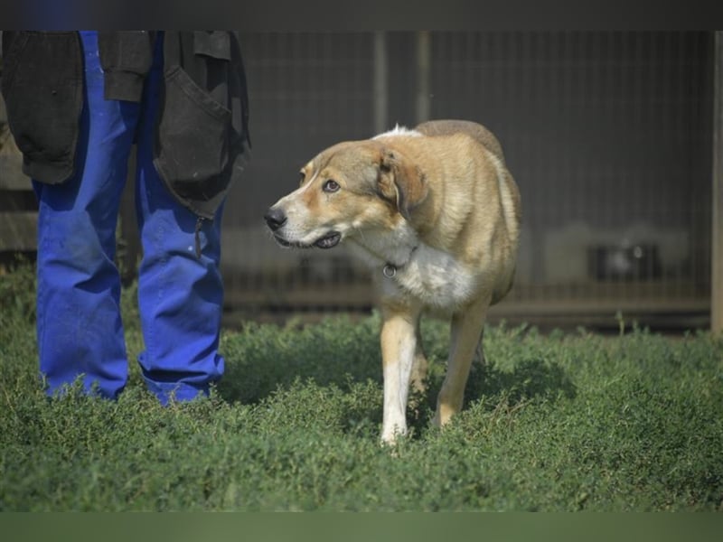 Csibesz ein großer Kuschelfreund