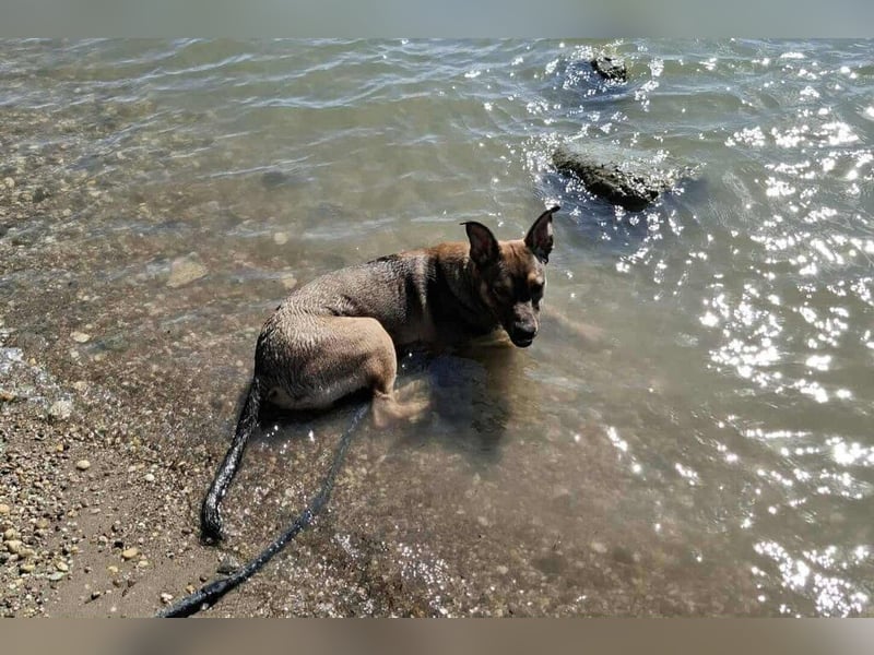 Max, ein Energiebündel auf vier Pfoten sucht aktive Menschen