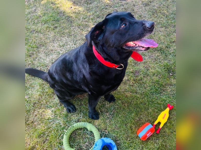 Mia, liebevolle Hündin, manchmal etwas stürmisch