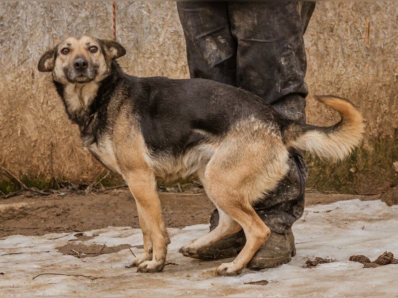 Tilda, mit ganz viel Liebe ist sie eine tolle Hündin