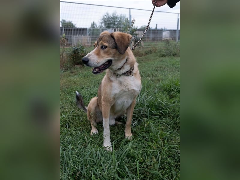 Csibesz ein großer Kuschelfreund