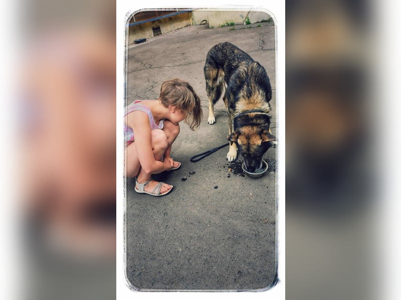 Lobo, großer sanftmütiger Riese ist kinderlieb