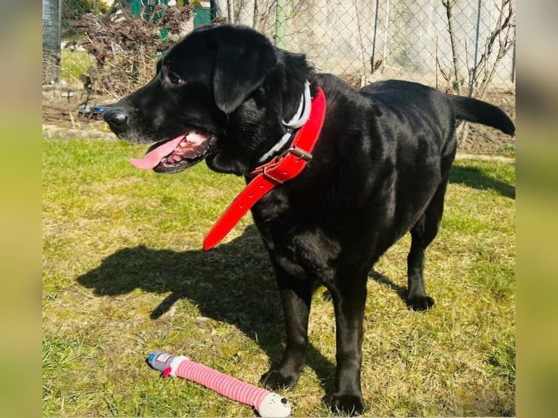 Mia, liebevolle Hündin, manchmal etwas stürmisch