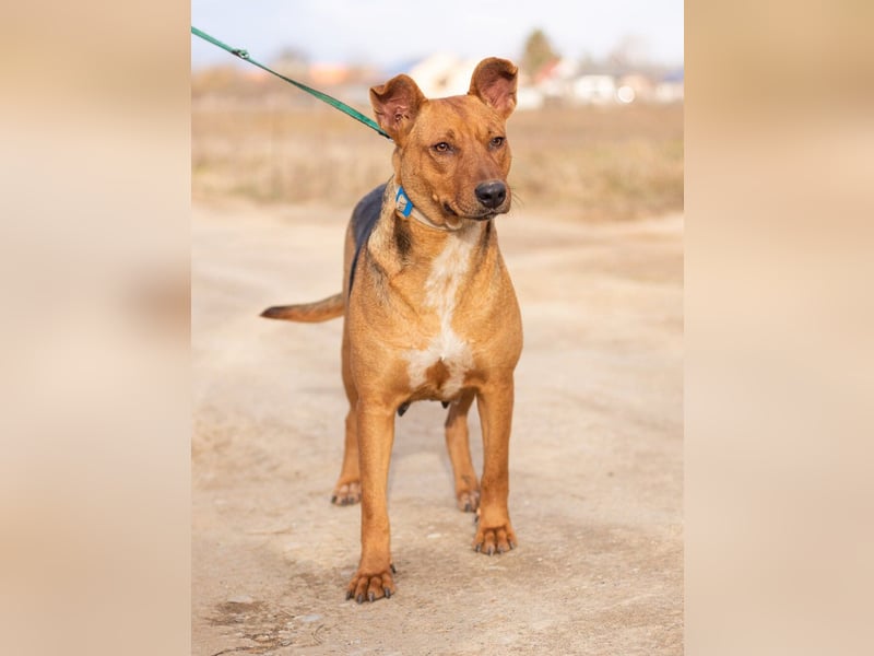 Zsoka, sucht eine starke Familie