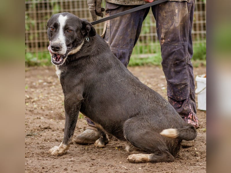 Apacs, schenkt gern ein Küßchen