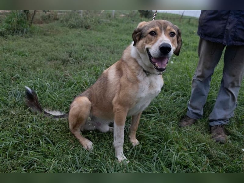 Csibesz ein großer Kuschelfreund
