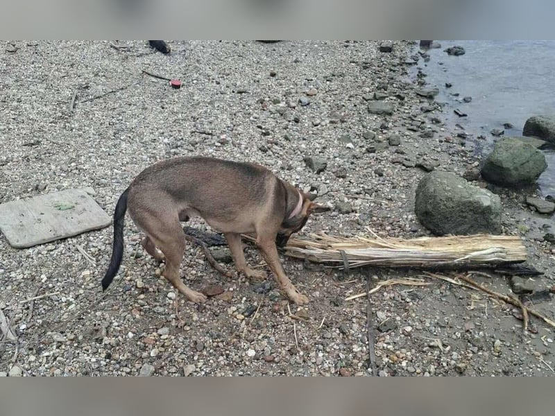 Max, ein Energiebündel auf vier Pfoten sucht aktive Menschen
