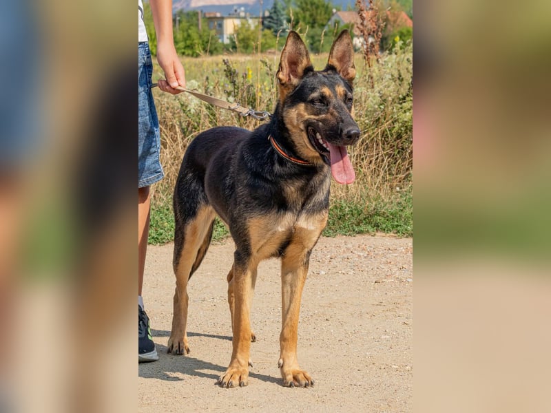 Dia, schöne Schäferhund-Mischlingshündin sucht eine neue Familie Dia, schöne Schäferhund-Mischlingshündin sucht eine neue Familie