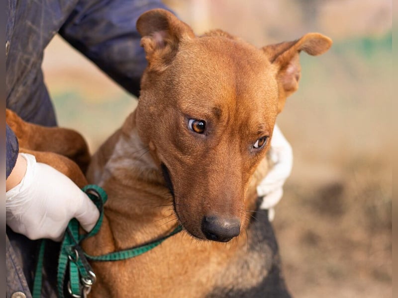 Zsoka, sucht eine starke Familie
