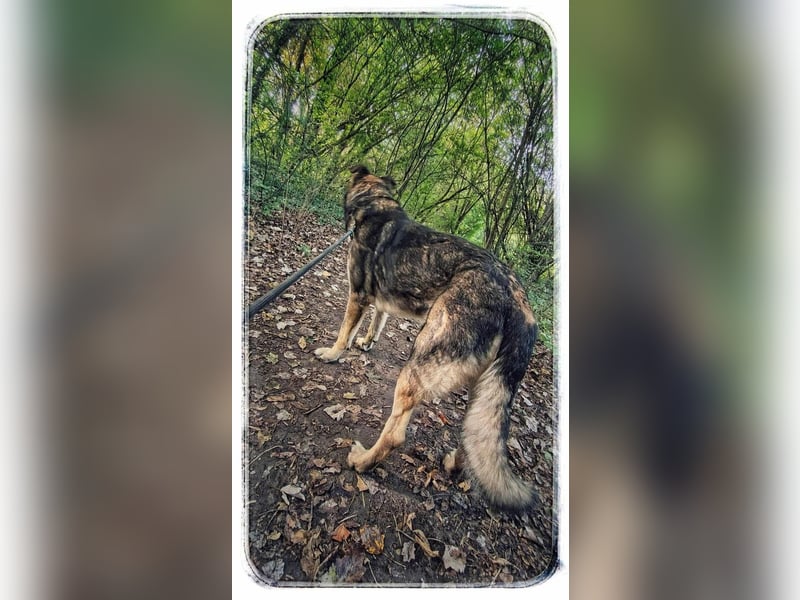 Lobo, großer sanftmütiger Riese ist kinderlieb