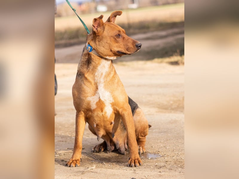 Zsoka, sucht eine starke Familie