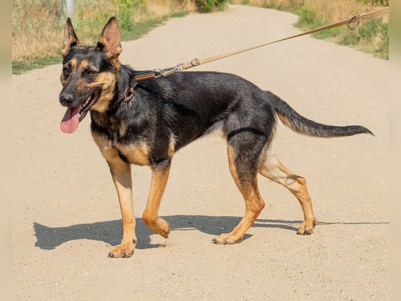 Dia, schöne Schäferhund-Mischlingshündin sucht eine neue Familie Dia, schöne Schäferhund-Mischlingshündin sucht eine neue Familie