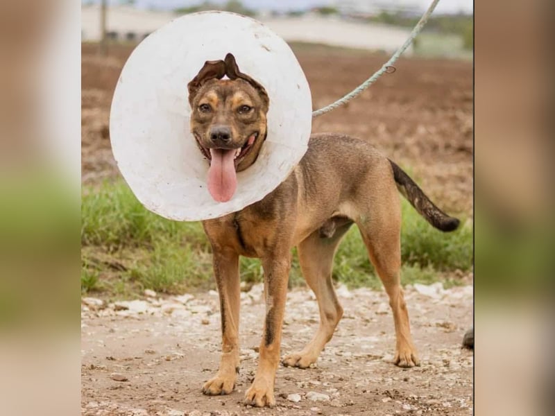Max, ein Energiebündel auf vier Pfoten sucht aktive Menschen