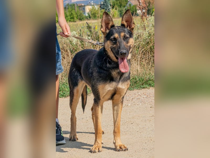 Dia, schöne Schäferhund-Mischlingshündin sucht eine neue Familie Dia, schöne Schäferhund-Mischlingshündin sucht eine neue Familie