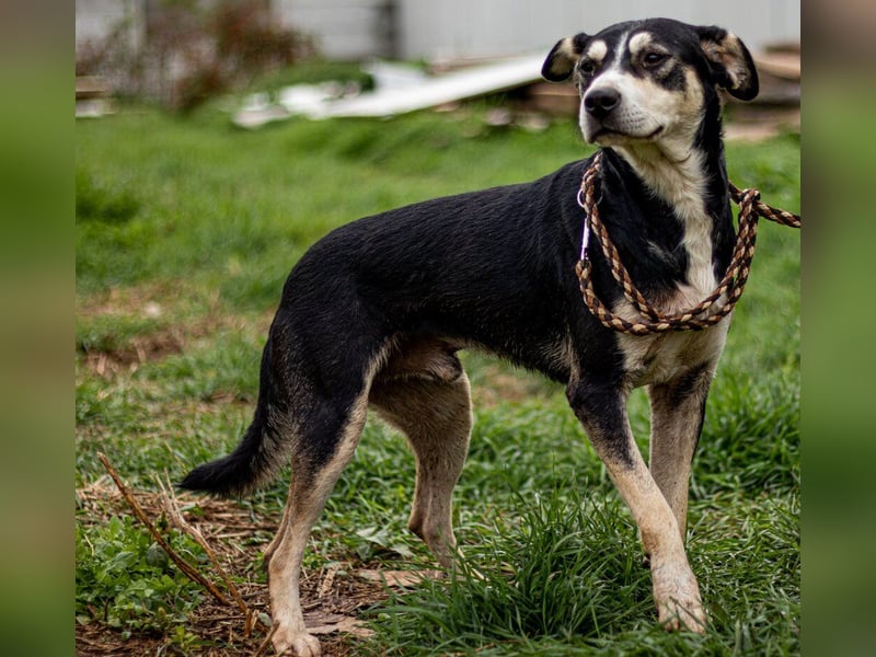 Lala, sehr aktiver Hund, der Euch gefallen möchte