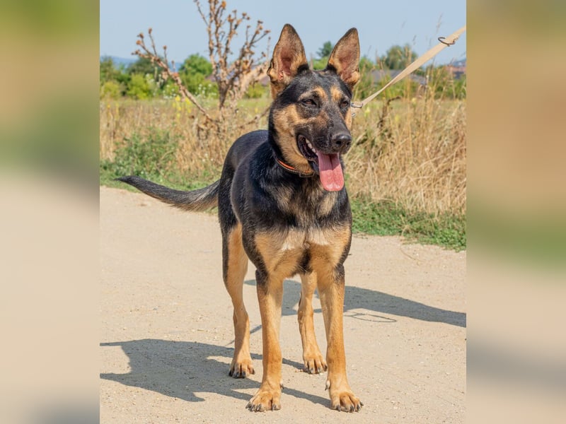 Dia, schöne Schäferhund-Mischlingshündin sucht eine neue Familie Dia, schöne Schäferhund-Mischlingshündin sucht eine neue Familie