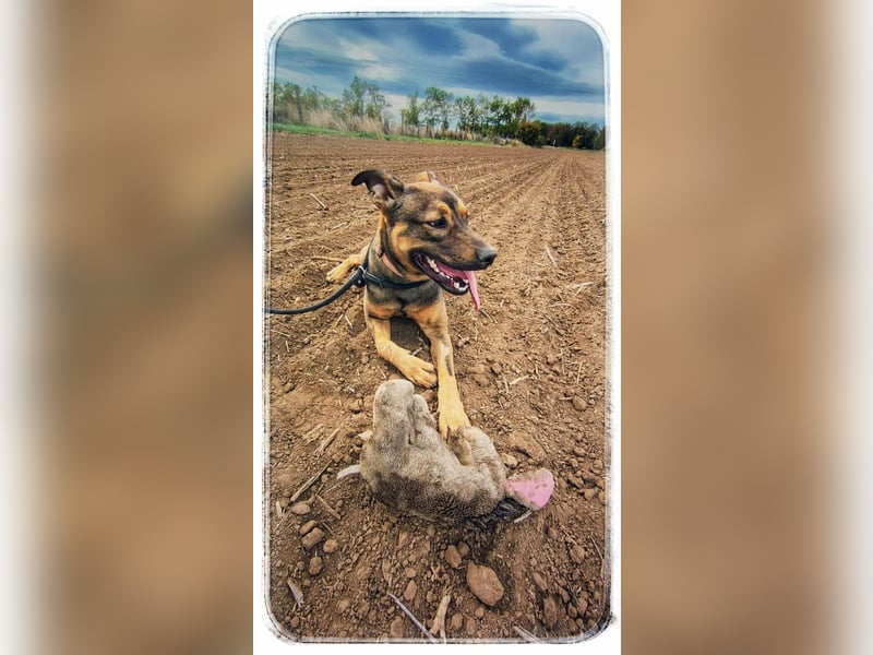 Max, ein Energiebündel auf vier Pfoten sucht aktive Menschen