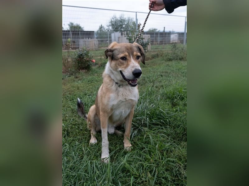 Csibesz ein großer Kuschelfreund