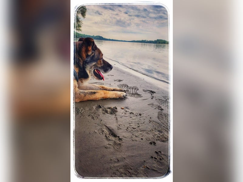 Lobo, großer sanftmütiger Riese ist kinderlieb