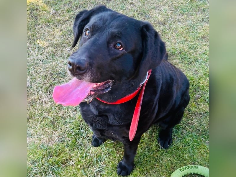 Mia, liebevolle Hündin, manchmal etwas stürmisch