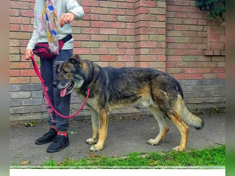 Lobo, großer sanftmütiger Riese ist kinderlieb