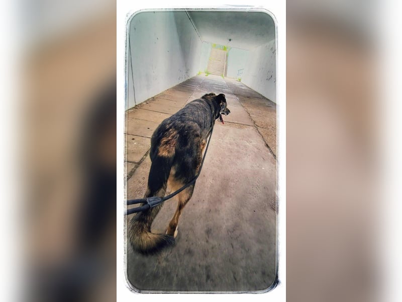 Lobo, großer sanftmütiger Riese ist kinderlieb