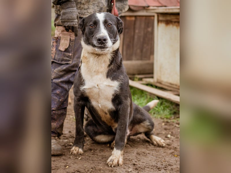 Apacs, schenkt gern ein Küßchen