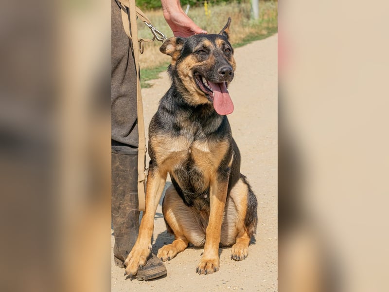 Dia, schöne Schäferhund-Mischlingshündin sucht eine neue Familie Dia, schöne Schäferhund-Mischlingshündin sucht eine neue Familie
