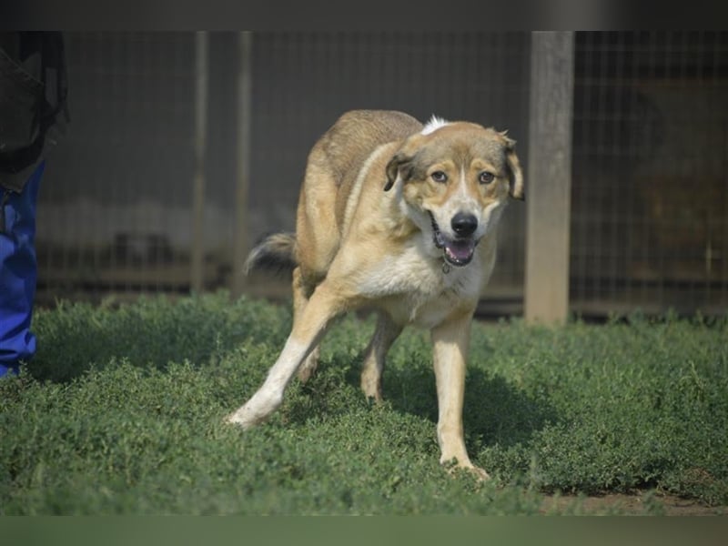 Csibesz ein großer Kuschelfreund