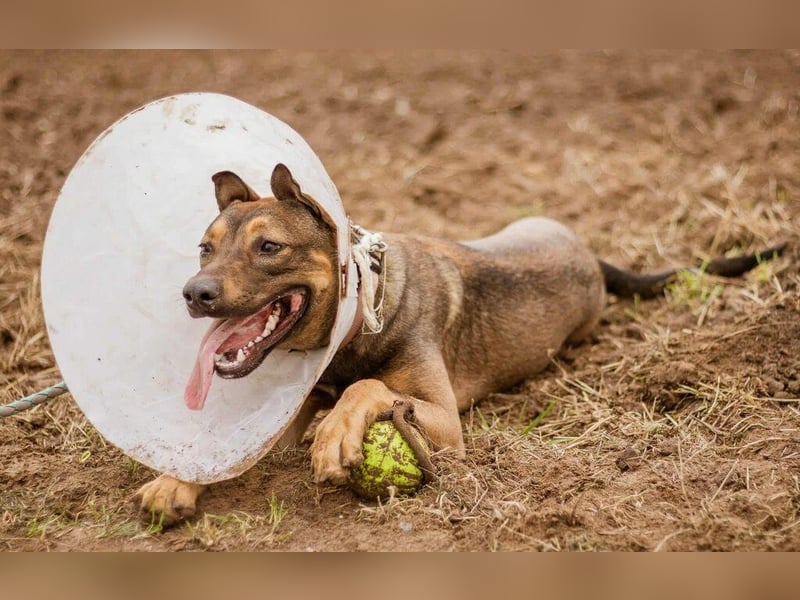 Max, ein Energiebündel auf vier Pfoten sucht aktive Menschen