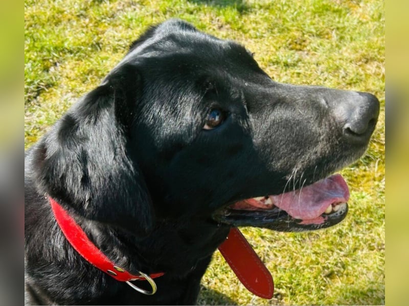 Mia, liebevolle Hündin, manchmal etwas stürmisch