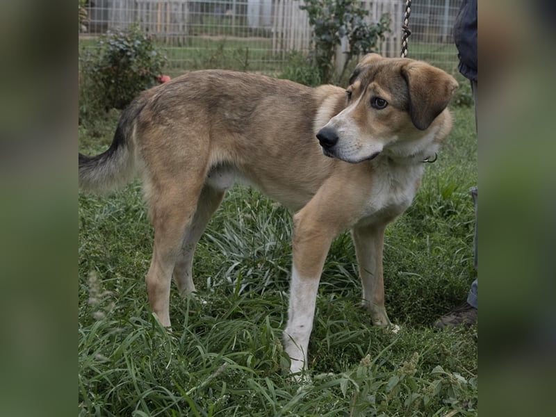 Csibesz ein großer Kuschelfreund