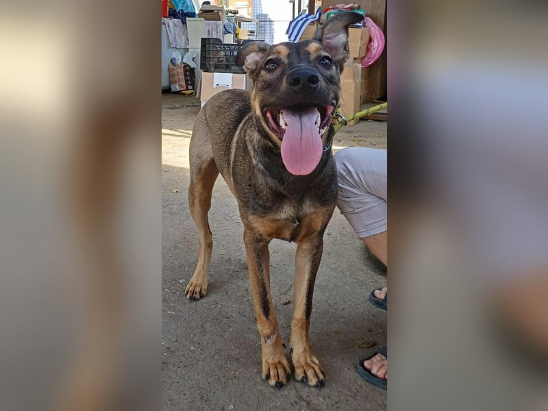 Max, ein Energiebündel auf vier Pfoten sucht aktive Menschen