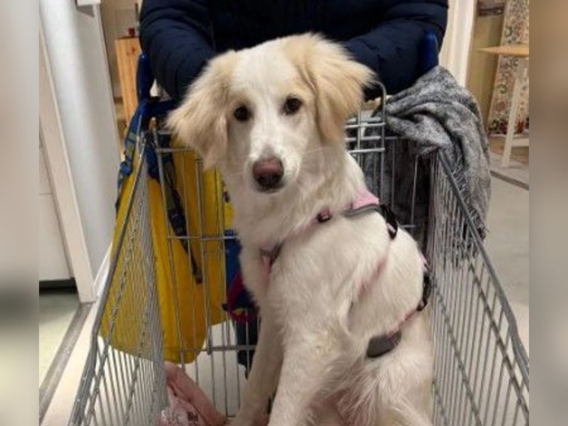 Kiki- Herzenshund sucht Herzensmenschen