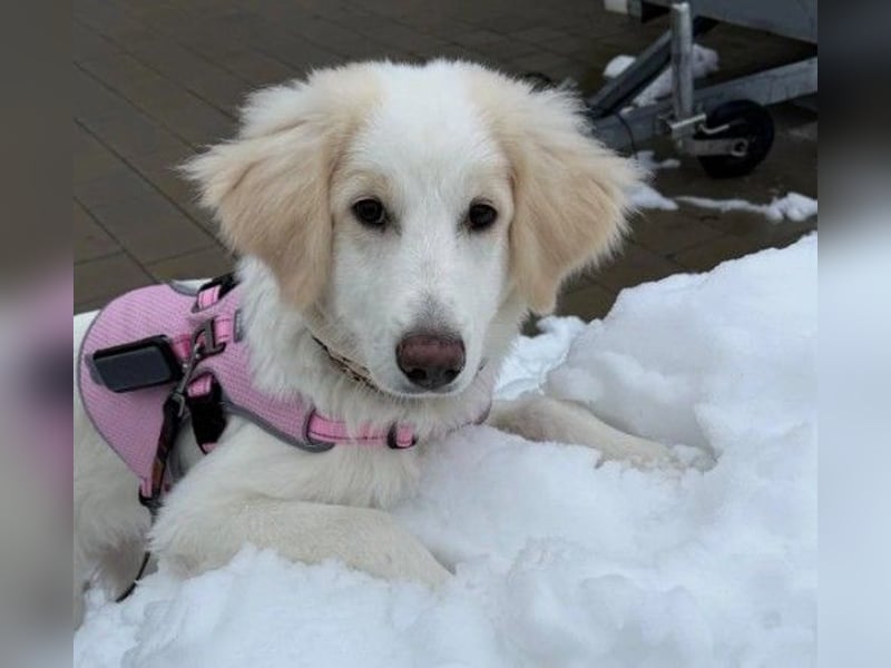 Kiki- Herzenshund sucht Herzensmenschen