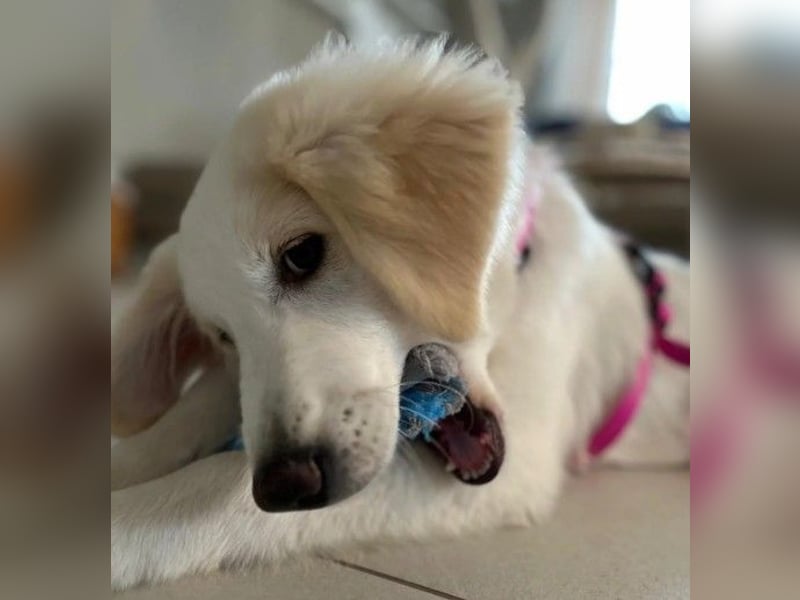 Kiki- Herzenshund sucht Herzensmenschen