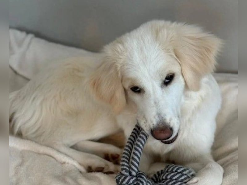 Kiki- Herzenshund sucht Herzensmenschen