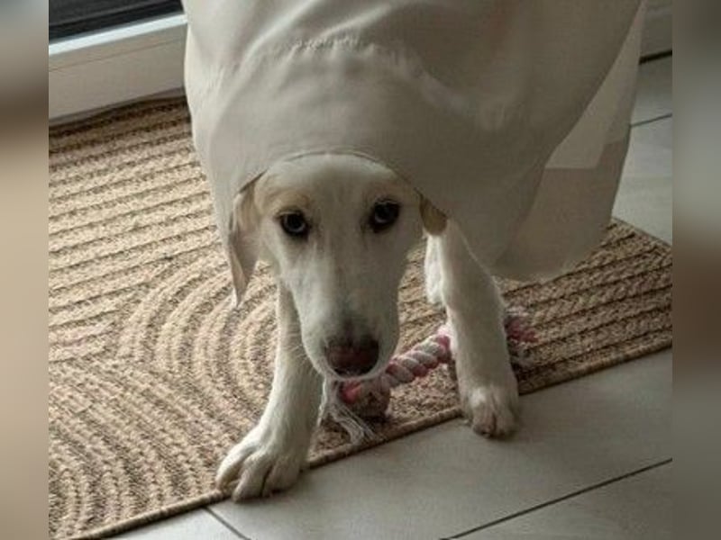 Kiki- Herzenshund sucht Herzensmenschen