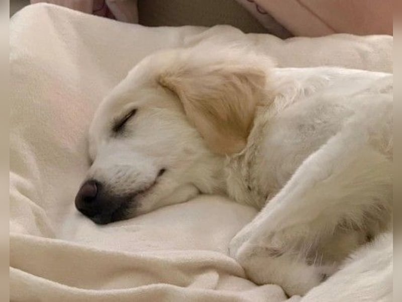 Kiki- Herzenshund sucht Herzensmenschen