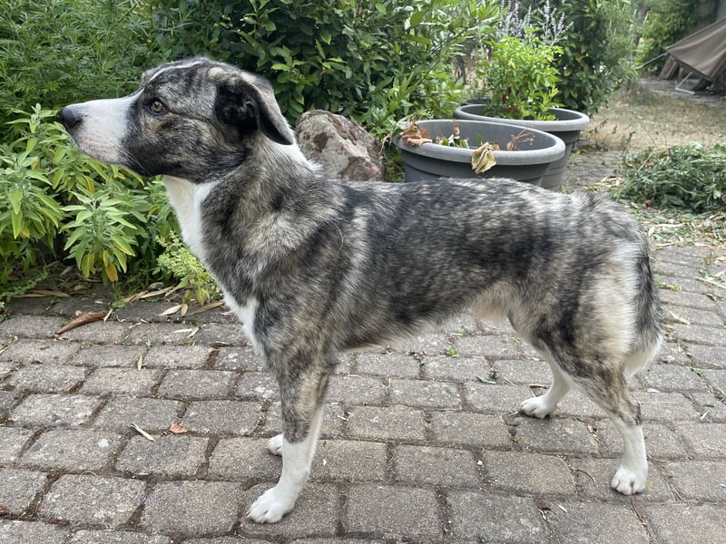 Franz (15 Monate) sucht sein Zuhause