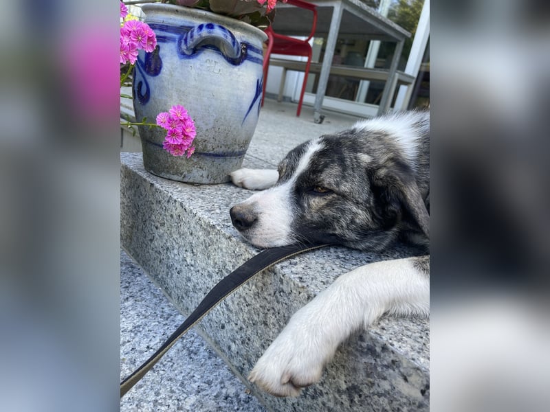 Schönling Franz (15 Monate) sucht dich