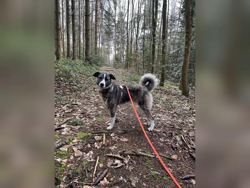 Der hübsche Franz (15 Monate) sucht sein Zuhause