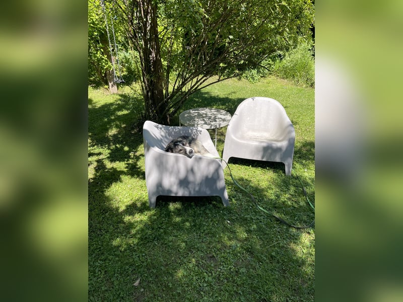 Der hübsche Franz (15 Monate) sucht sein Zuhause