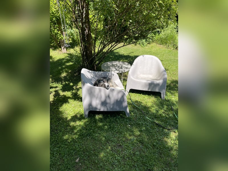 Schönling Franz (15 Monate) sucht dich